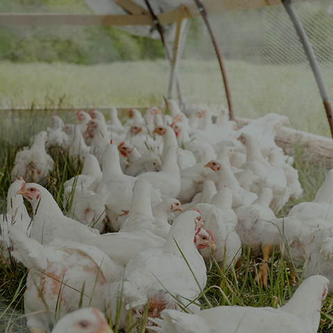 Animal Feed Solution